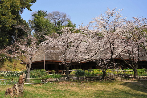 服部緑地の桜 写真共有サイト フォト蔵