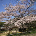 服部緑地の桜