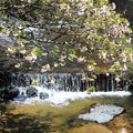 山野辺に咲く花 (4)