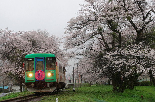 桜と樽見鉄道 9 写真共有サイト フォト蔵