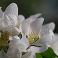 Crab Apple I 5-15-15