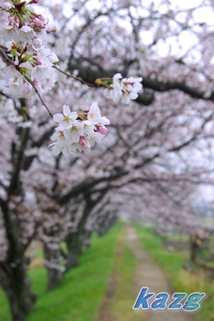 春雨に煙る桜並木の散歩道