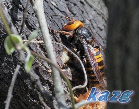 岡山県自然保護センターのスズメバチ