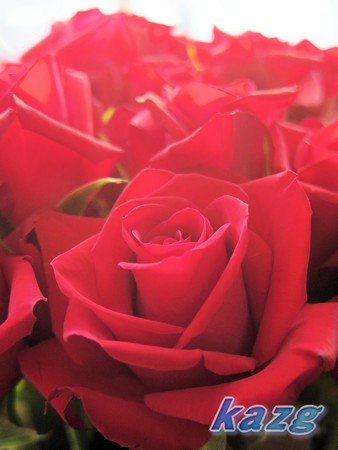 紅い薔薇の花束
