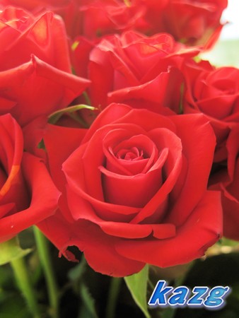 紅い薔薇の花束