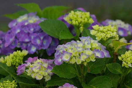 梅雨入りの日の紫陽花