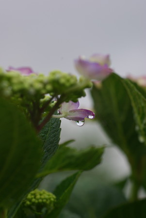 梅雨入りの日の紫陽花
