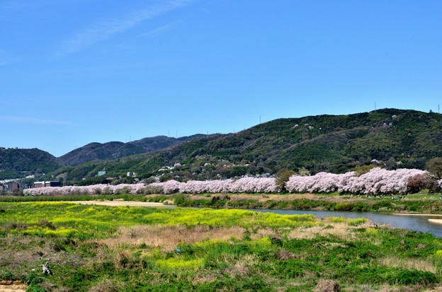 Photos: 2015_0404_105257_八幡背割堤の桜並木