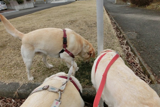 ニオイ嗅ぎ