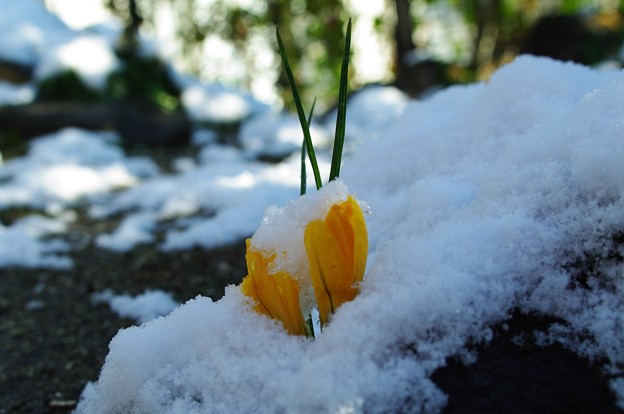 雪の朝