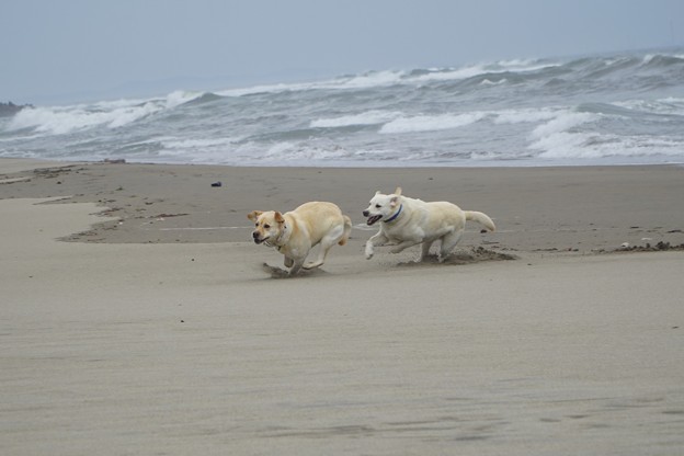海