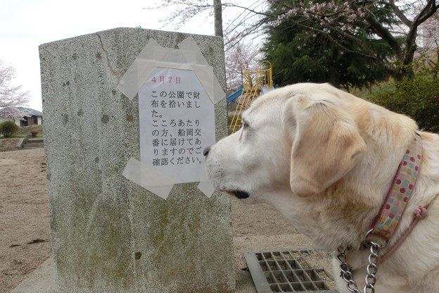 お知らせ