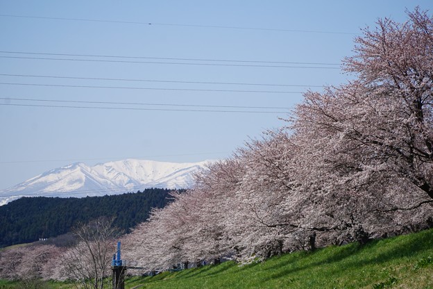 わんこと桜