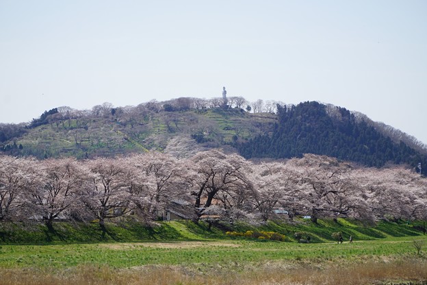 わんこと桜