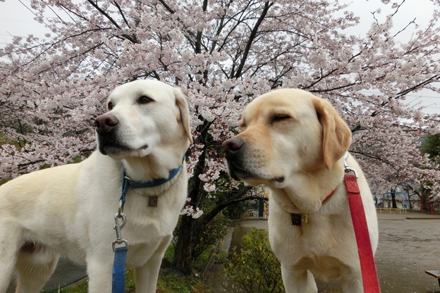 雨桜