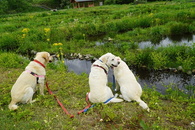 公園散歩