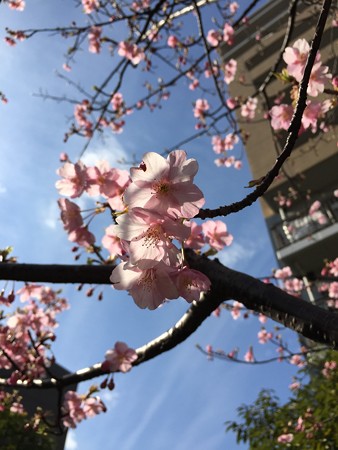 近所の河津桜02