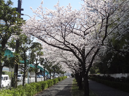 帰り道の桜並木01