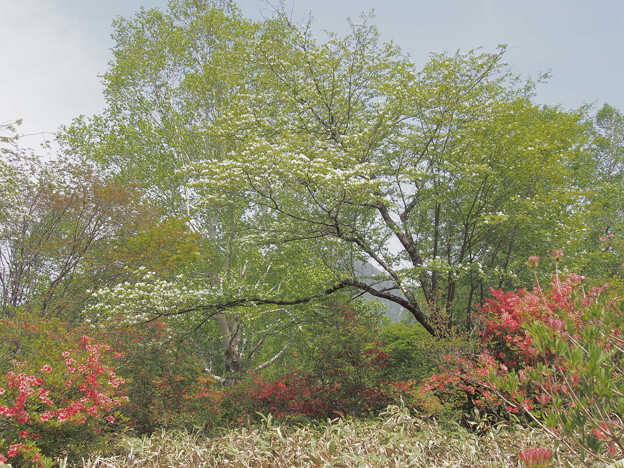 P5270506