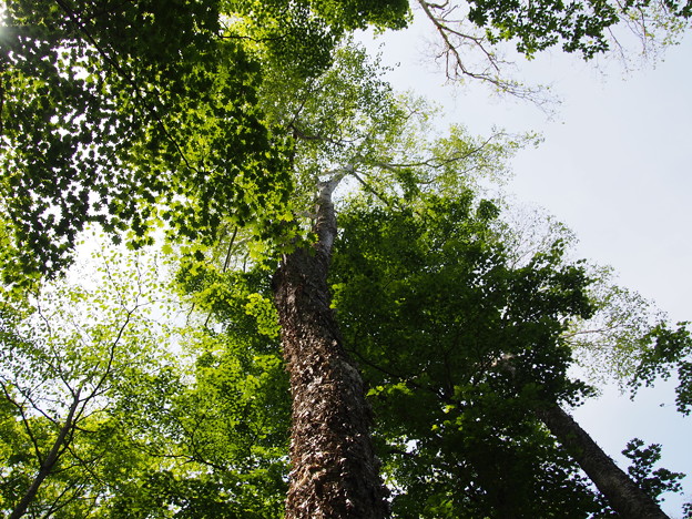 P5270557