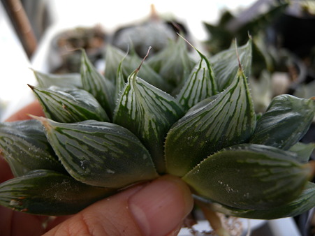 H.Orasonii