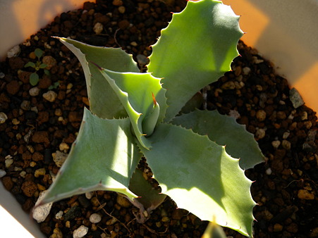 Agave pygmaea