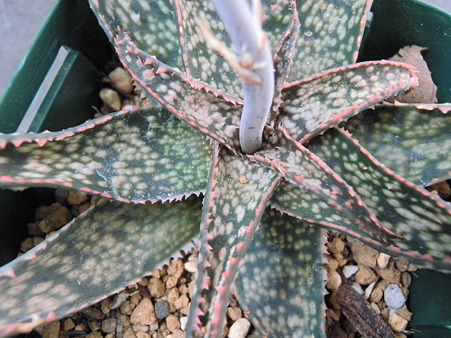Aloe hyblid