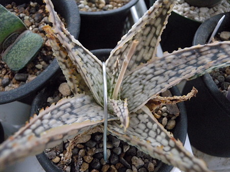 Aloe Diego