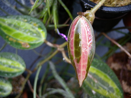 Hoya Macrophylla variegata