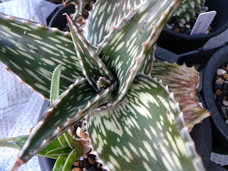 aloe peckii1