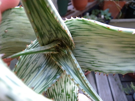 aloe peckii3