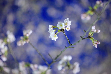 ４月12日夜桜撮影　手持ちはきついね。