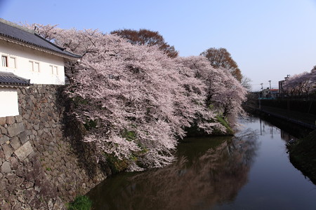 18日朝の霞城公園　大手門側