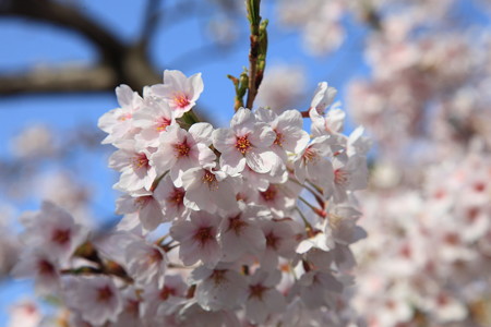 18日朝霞城公園桜２