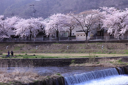18日朝の馬見ヶ崎さくらライン２