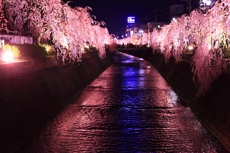 天童市倉津川の桜