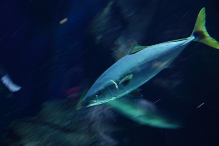 魚速いわ・・・。流し撮りしてみました。