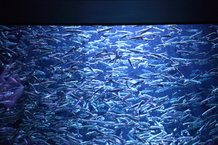 鮭の稚魚
