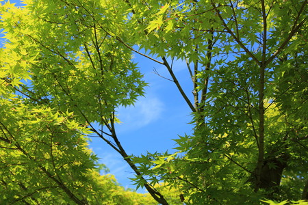 初夏の空