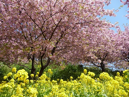 120329-松田山 河津桜 (151)