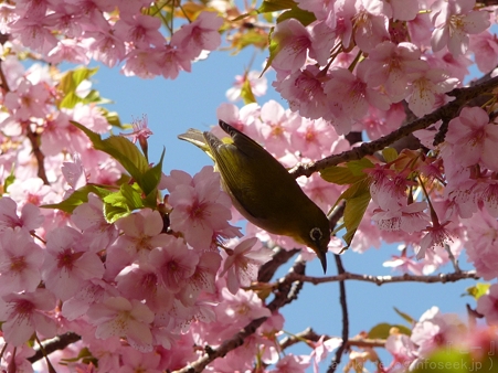 120329-松田山 河津桜 (155)