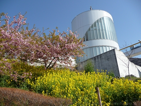 120329-松田山 河津桜 (60)