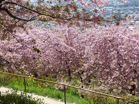 120329-松田山 河津桜 (124)