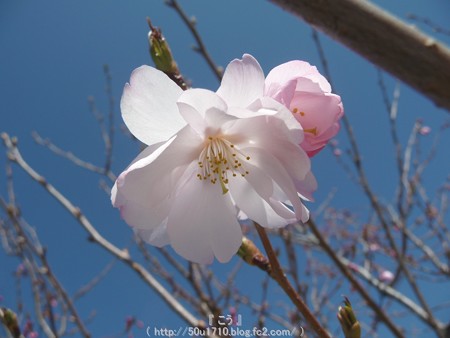 150325-桜 (16)