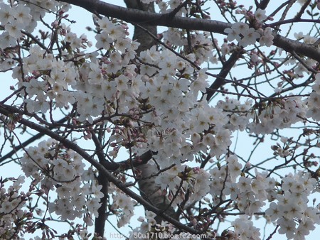 150328-伊勢山皇大神宮 (3)