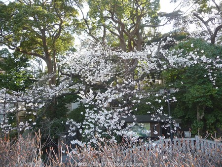 150328-伊勢山皇大神宮 (5)