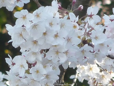 150328-伊勢山皇大神宮 (7)