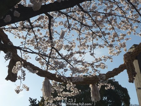 150328-伊勢山皇大神宮 (10)
