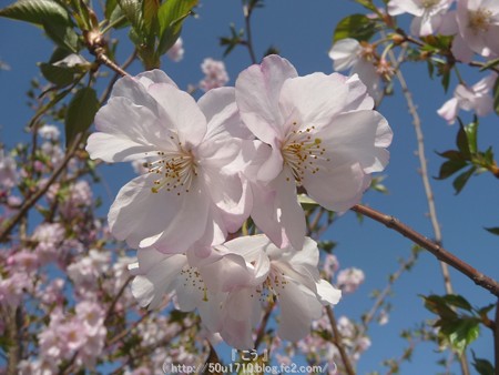 150331-桜 (6)