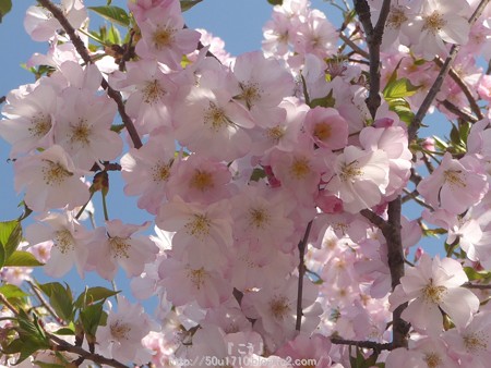 150331-桜 (11)